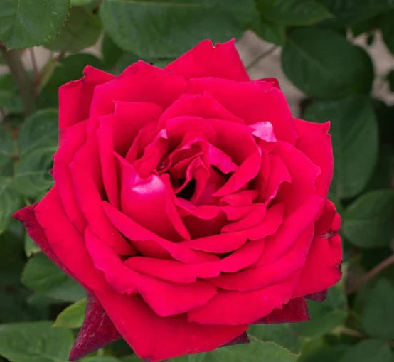 Red Masterpiece - Hardy Rose Plant