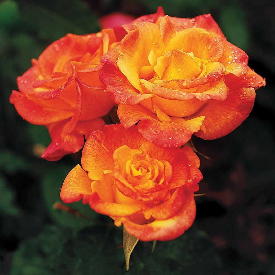 Rio Samba - Hardy Rose Plant