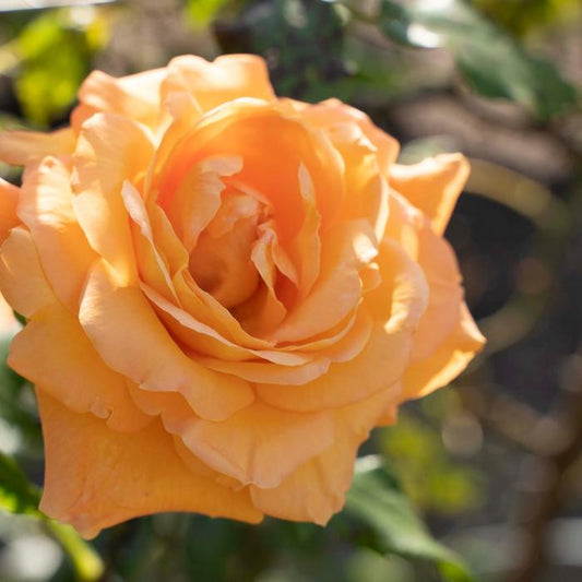 Tangerine Skies - Hardy Rose Plant