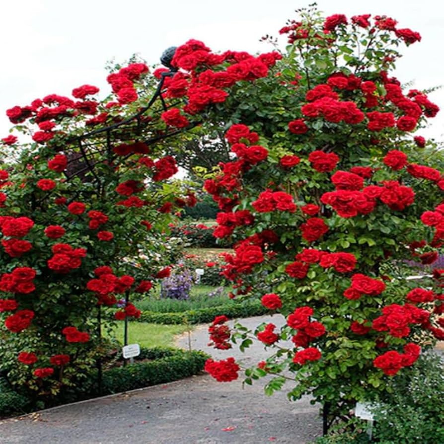 Don Juan - Hardy Rose Plant