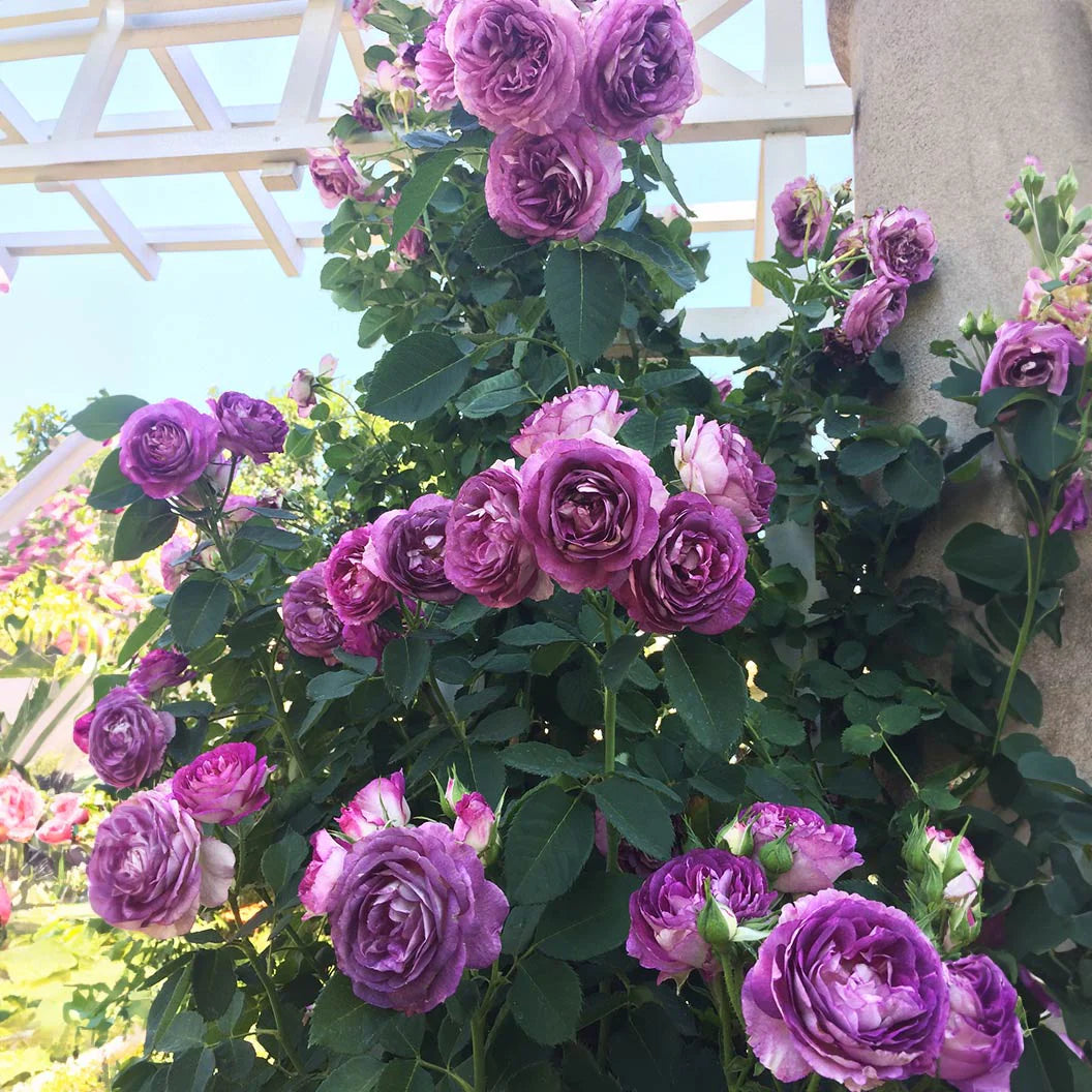 Lavender Crush - Hardy Rose Plant